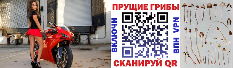продажа наркотиков  ссылка на мегу сайт  Псилоцибиновые грибы GOLDEN TEACHER  Бавлы 